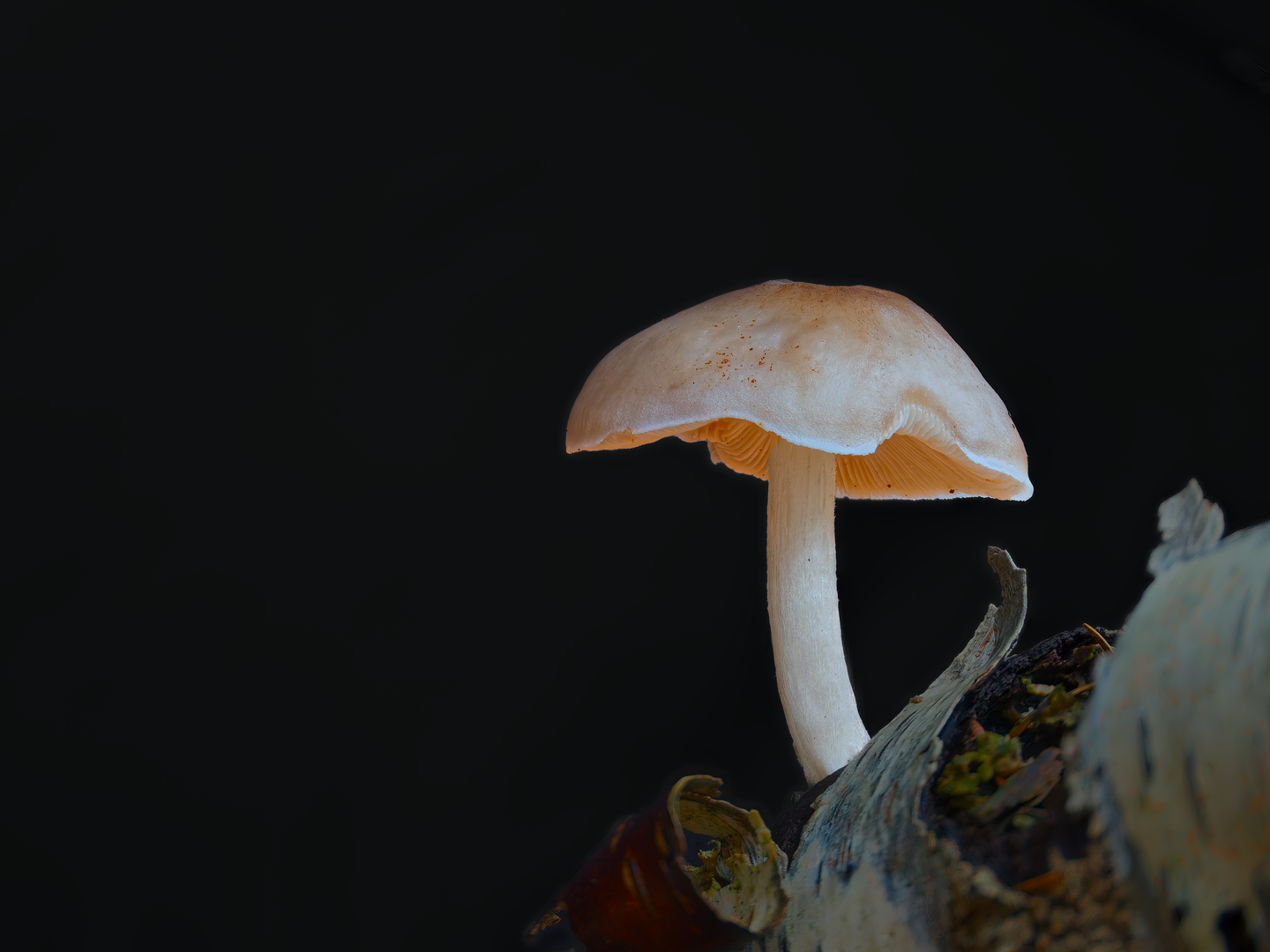 roestvlekkenzwam_DDN2