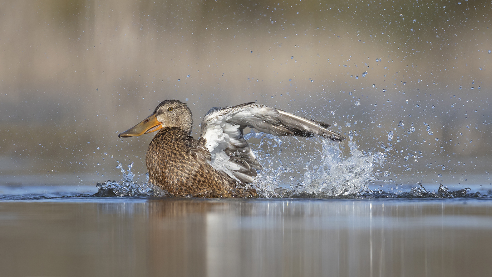 Slobeend 9907 v 1600 SscR