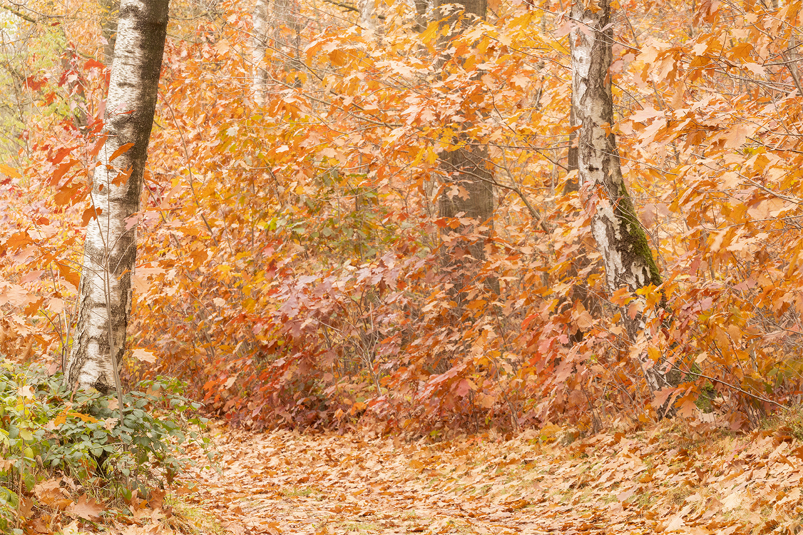 IMG_2306 b corr 1080PX sRGB 