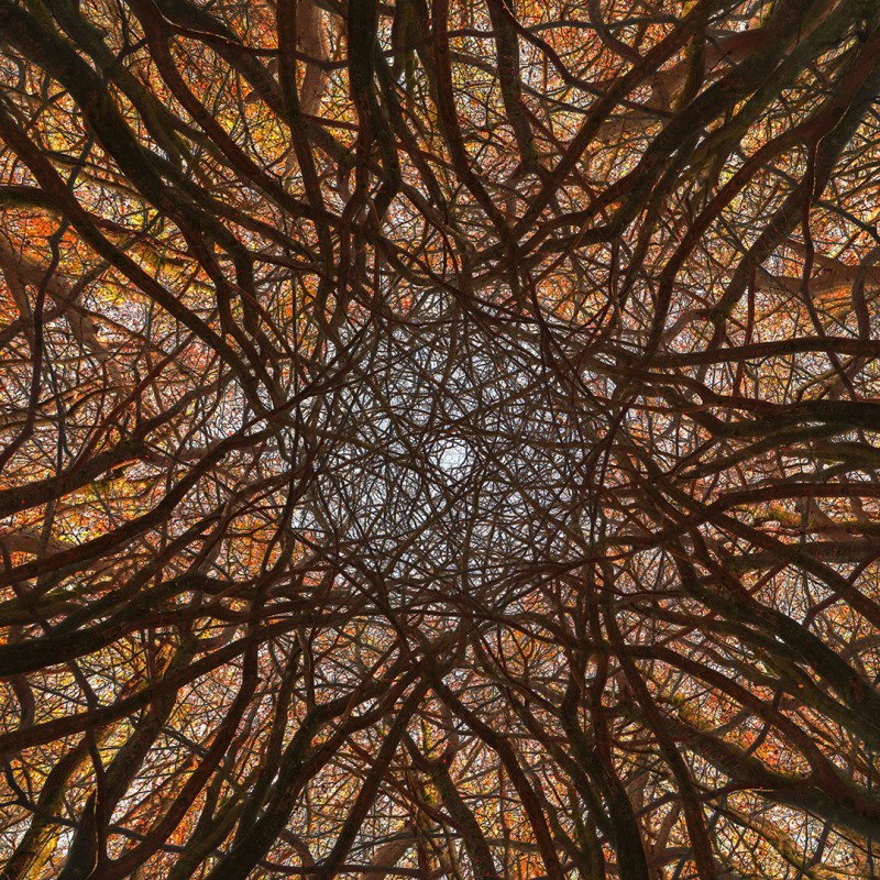 Het Speulderbos caleidoscopisch gezien