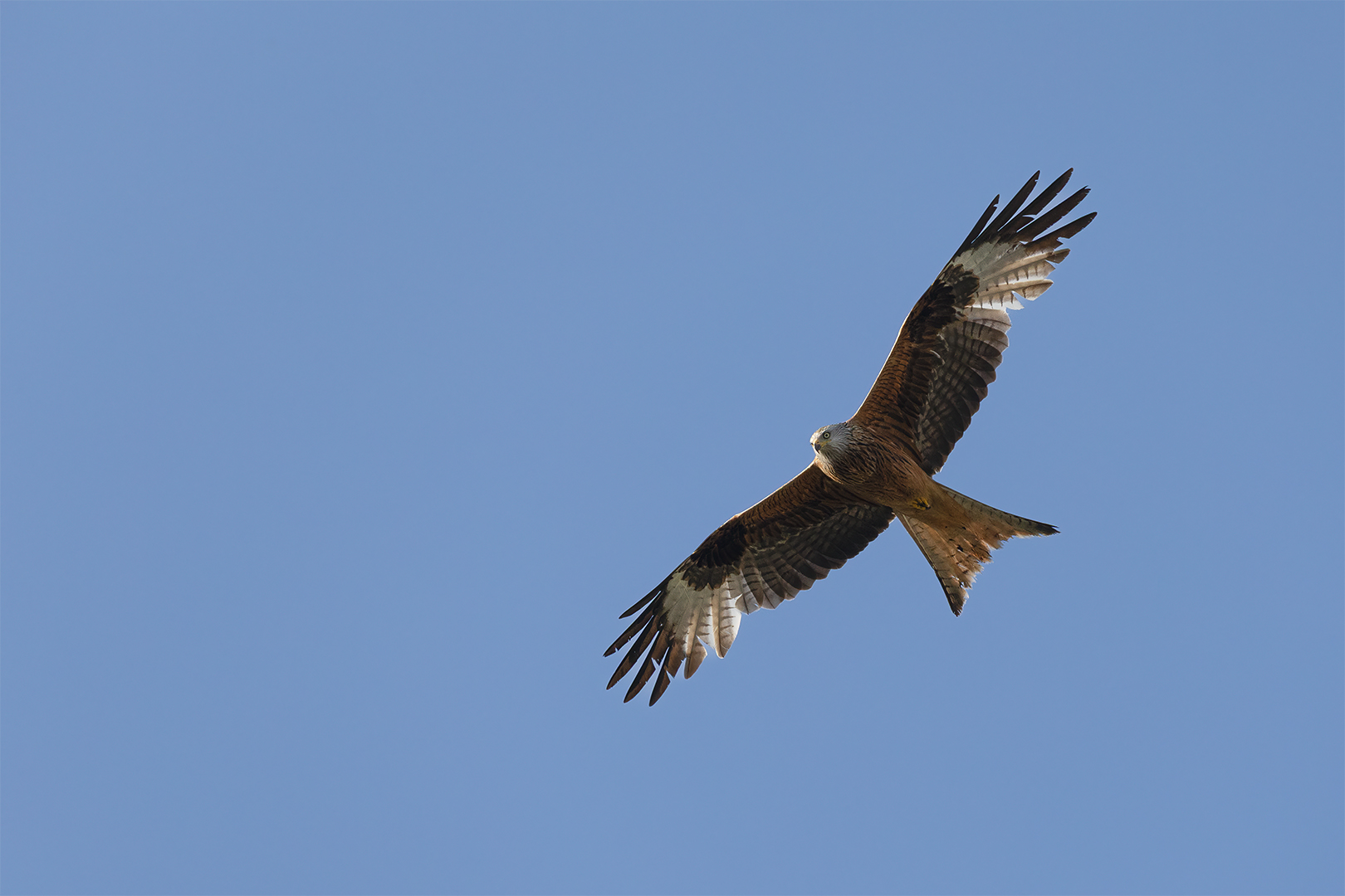 IMG_2517 corr 1080PX sRGB