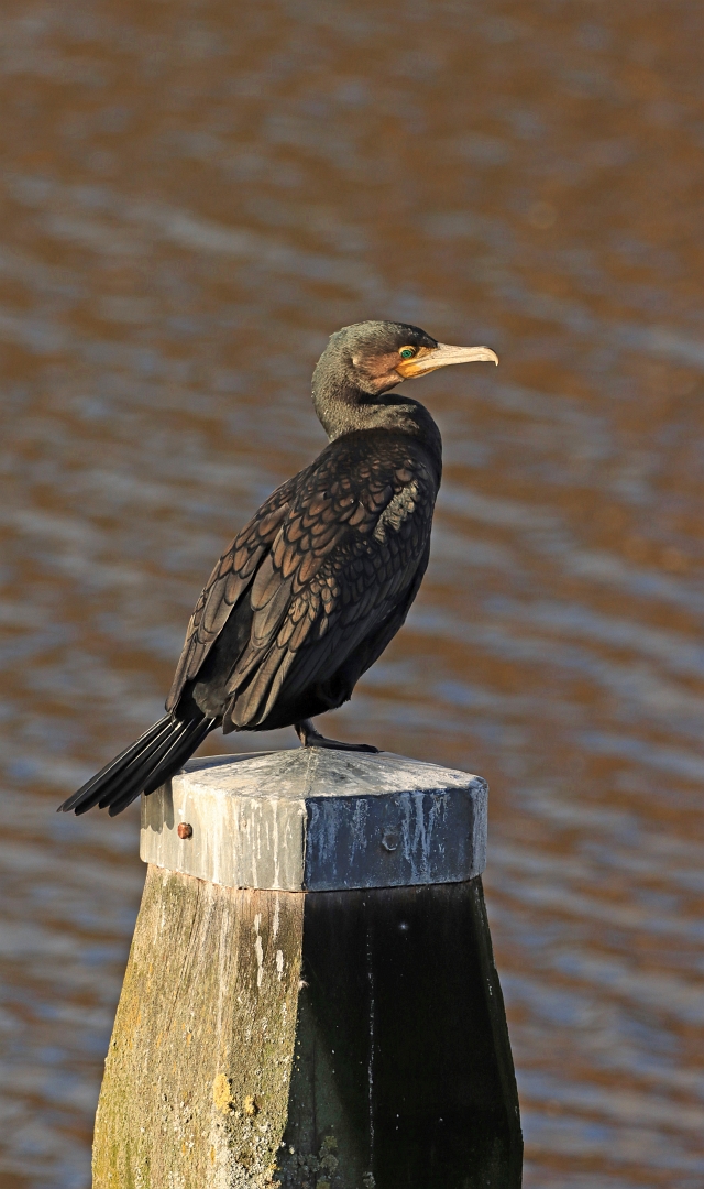 sized_IMG_3556.1_bewerkt-2