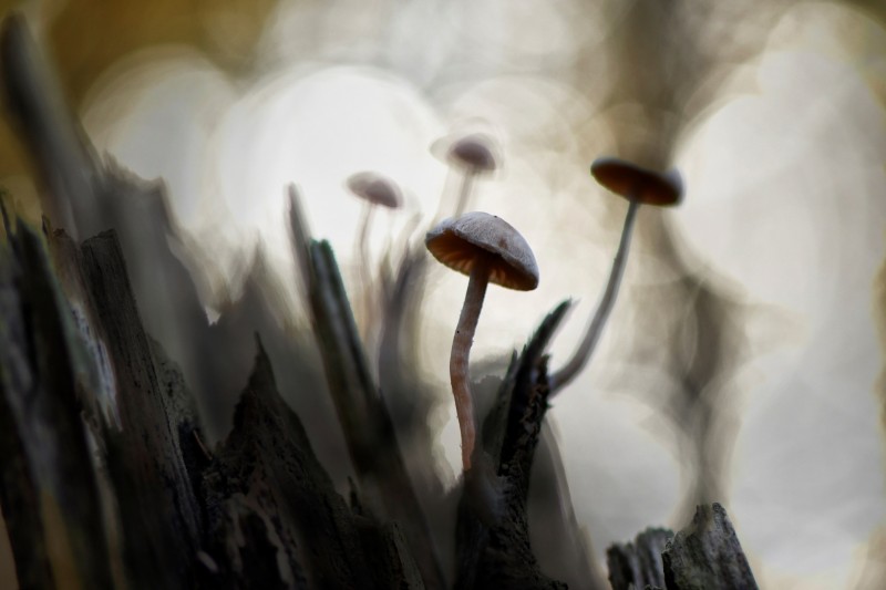 'Spooky' paddenstoelen