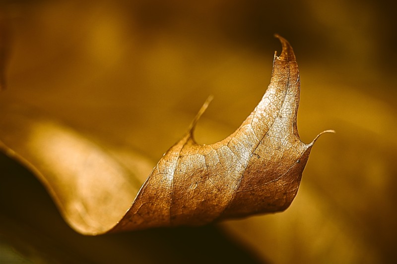 Verdorrend eikenblad