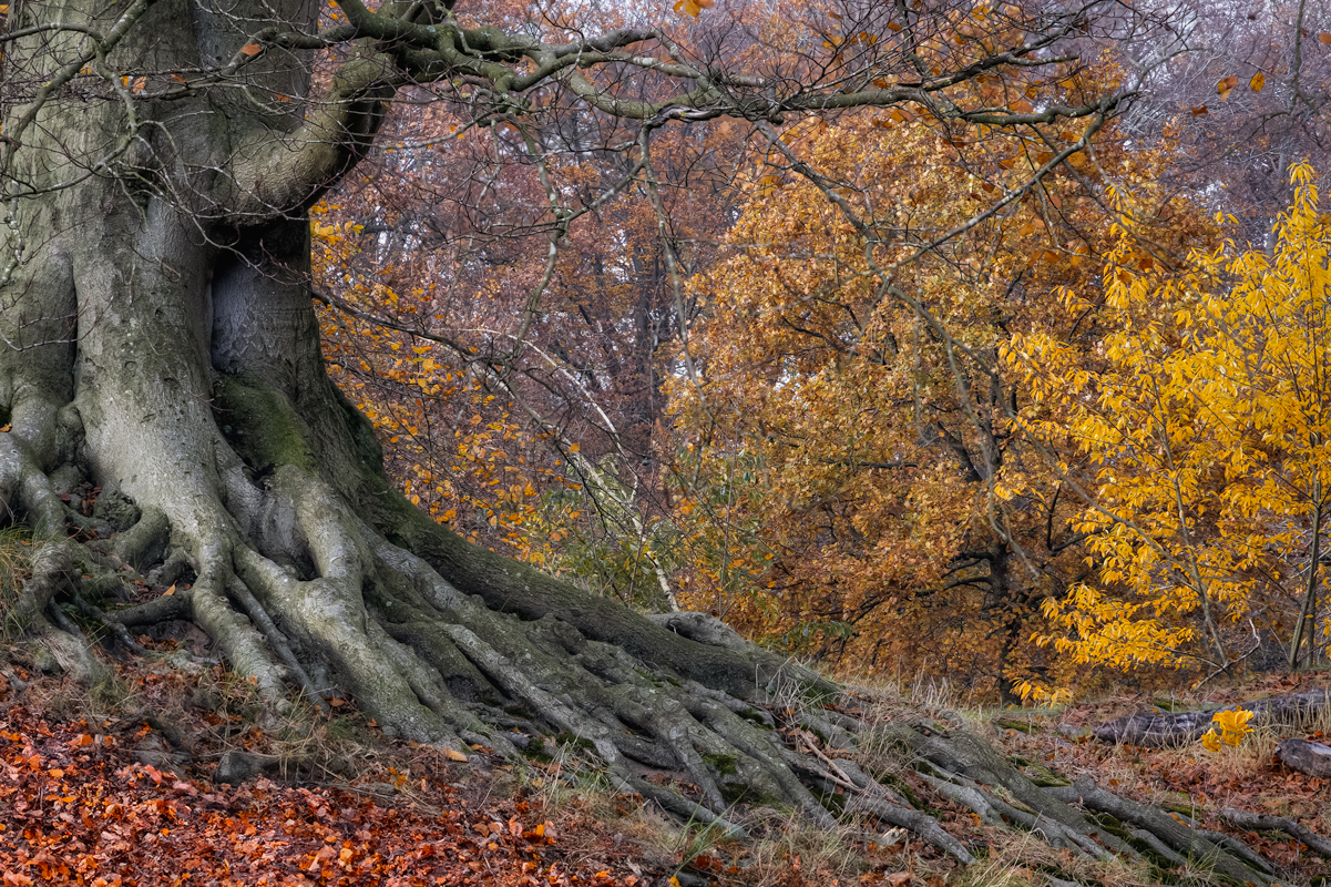 MA8A9711-gestapeld-Edit