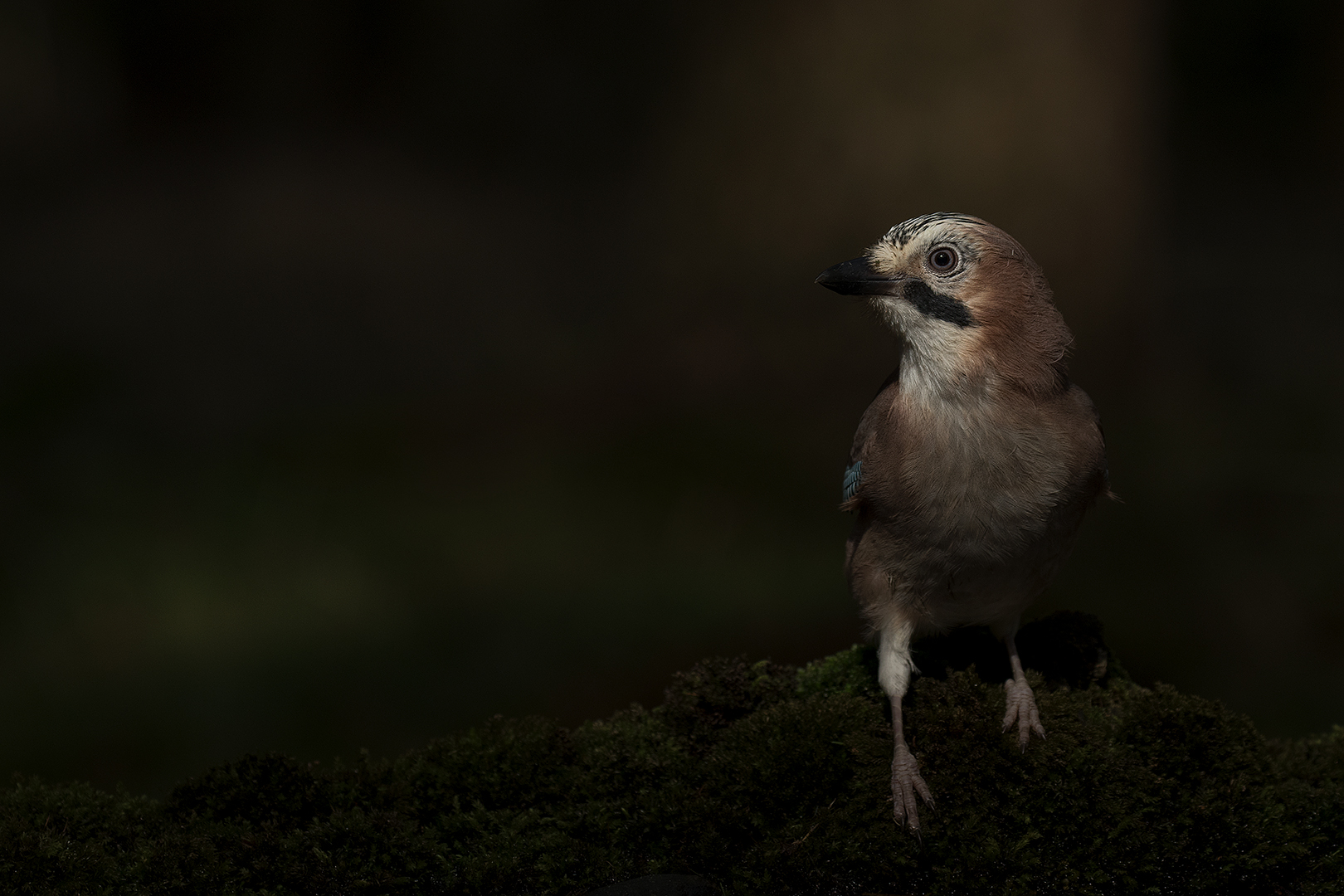 Gaai omg. Lochem _MG_5537