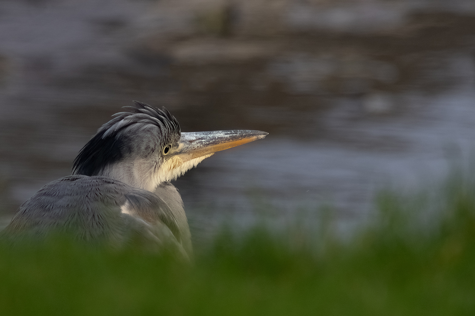 9020-1 Reiger ad waterkant 2025-11-07 Bw shc 1620