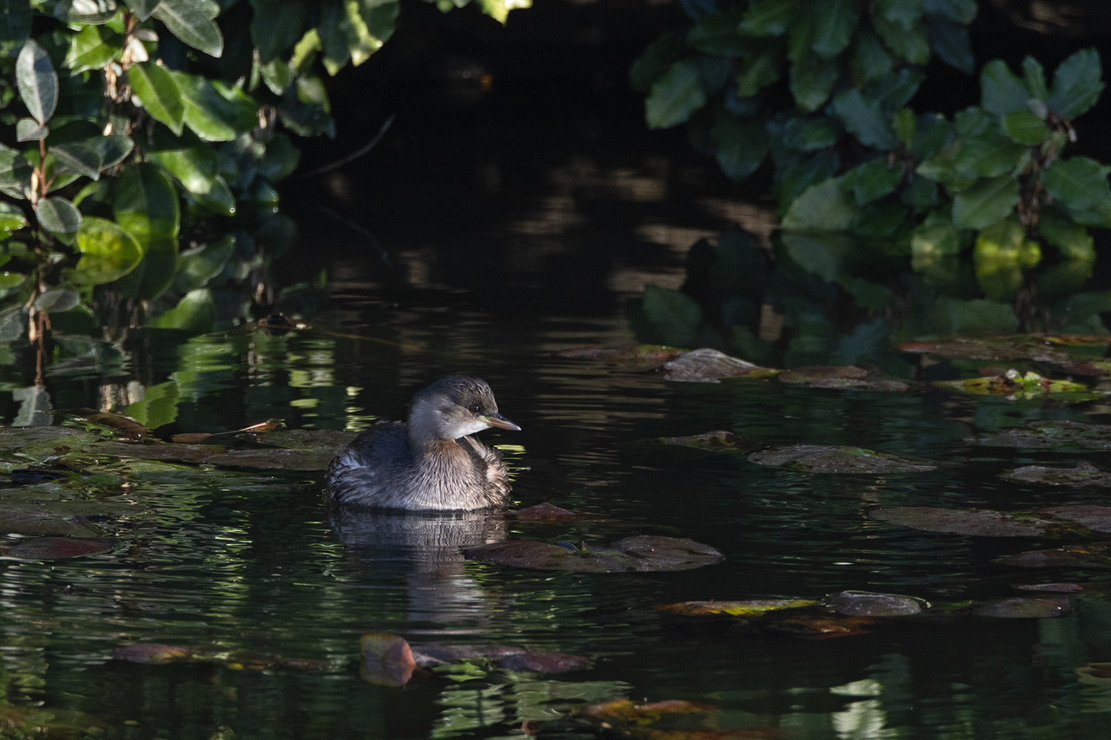 9042  Dodaars 2025-11-07 Bw 1620