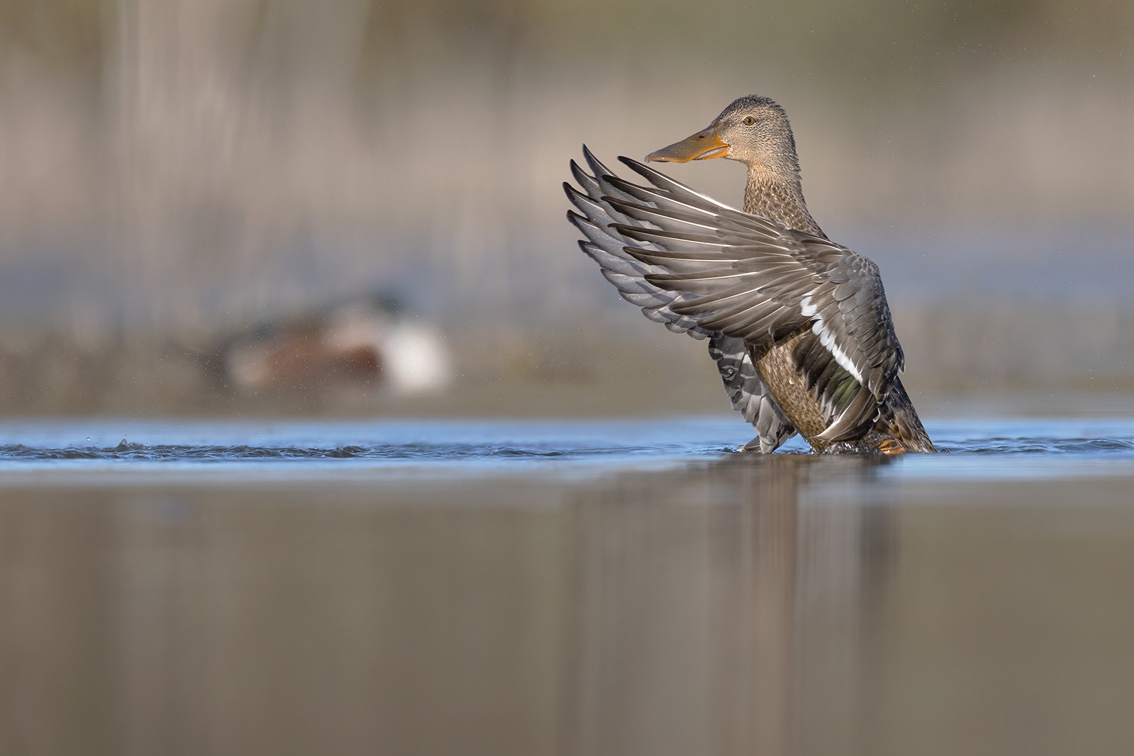 Slobeend 9963 v 1600 SNN