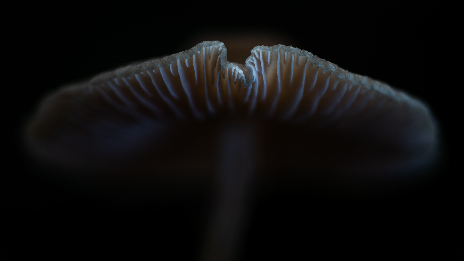 Perfect imperferctions 1