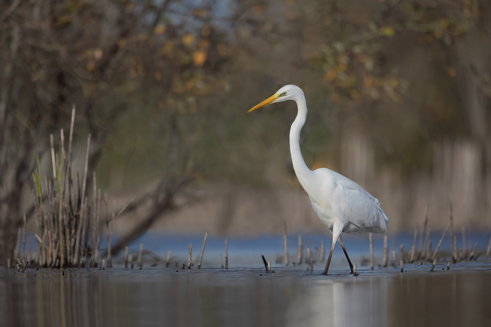 Grote zilverreiger 9996 v 1600 SG