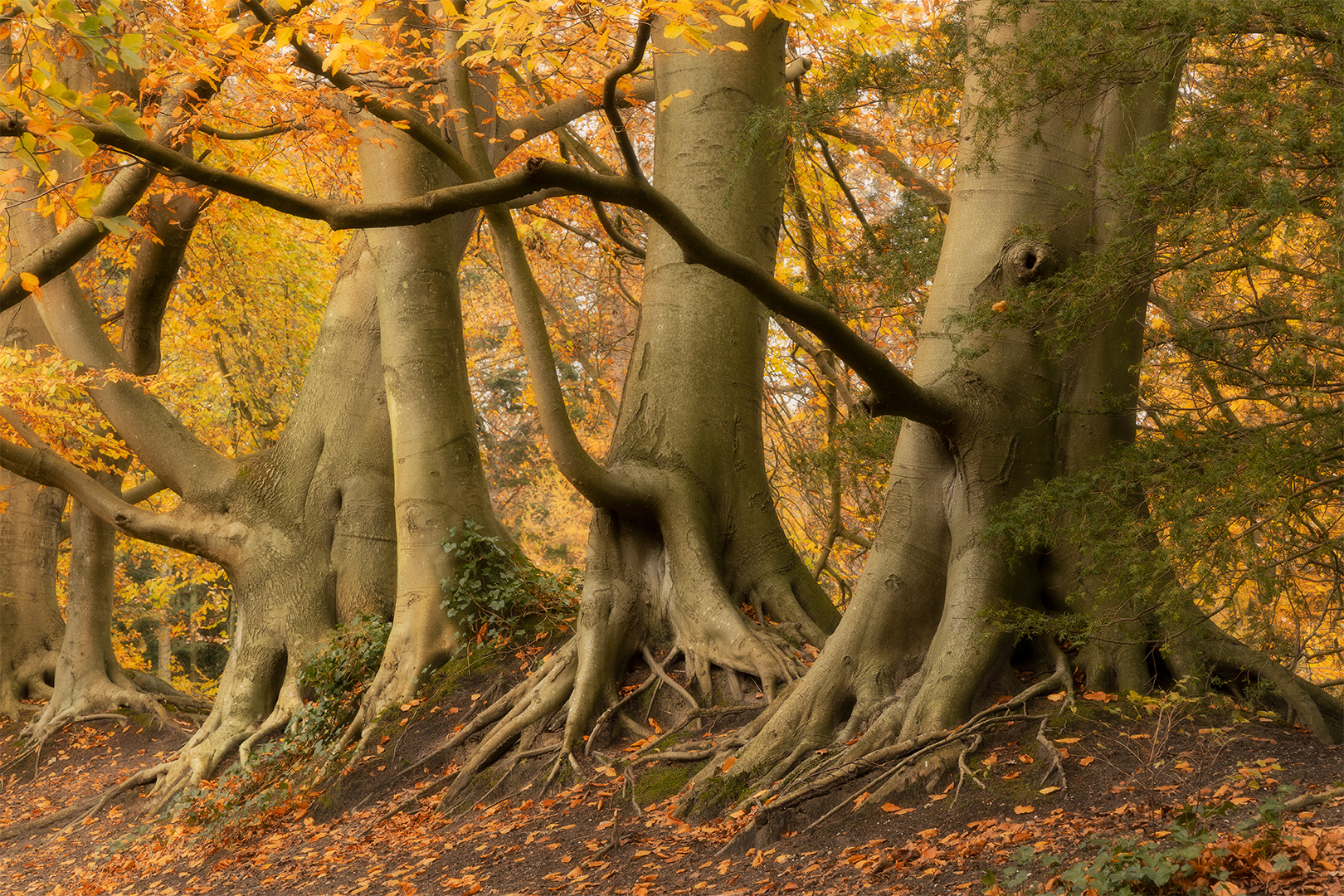 IMG_0933 corr 1080PX sRGB