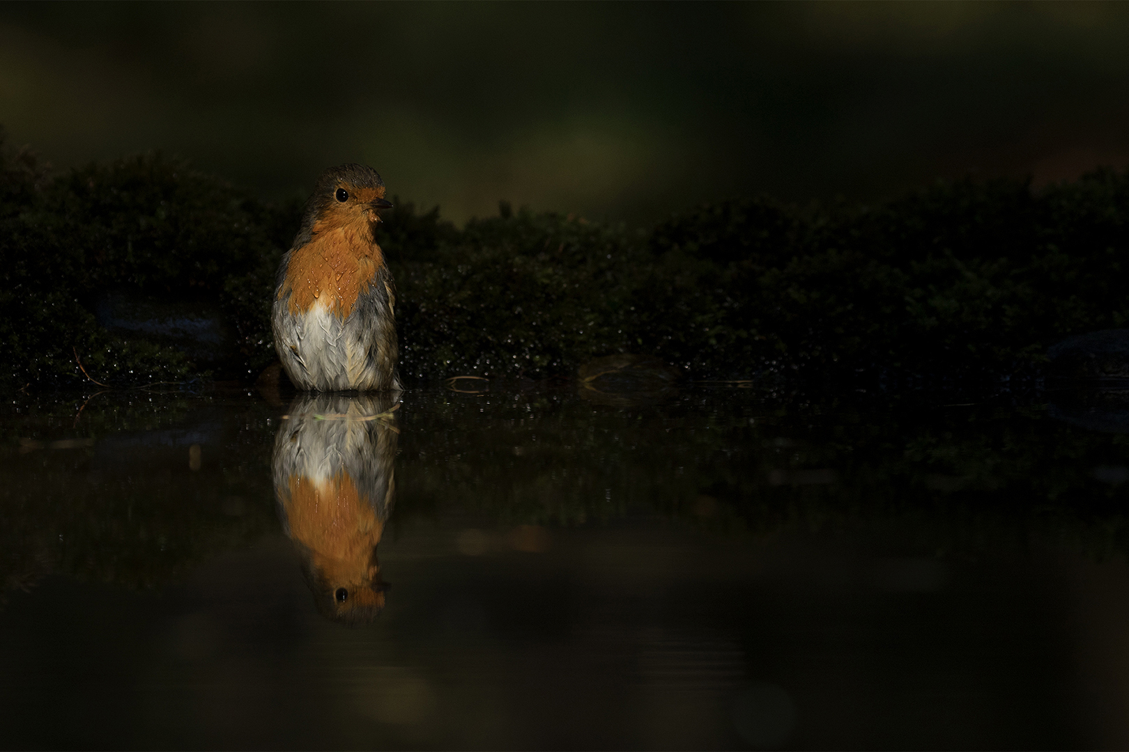 Roodborst omg. Lochem _MG_7205
