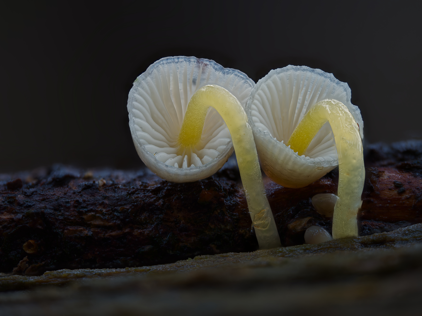 graskleefsteelmycena_DDN