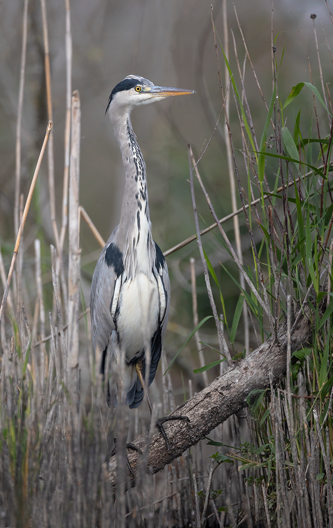 Blauwe reiger 7164 v1080 SN