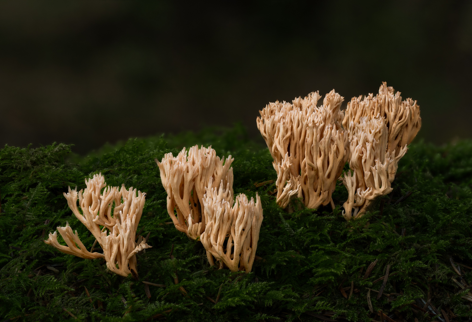 bleekroze koraalzwam