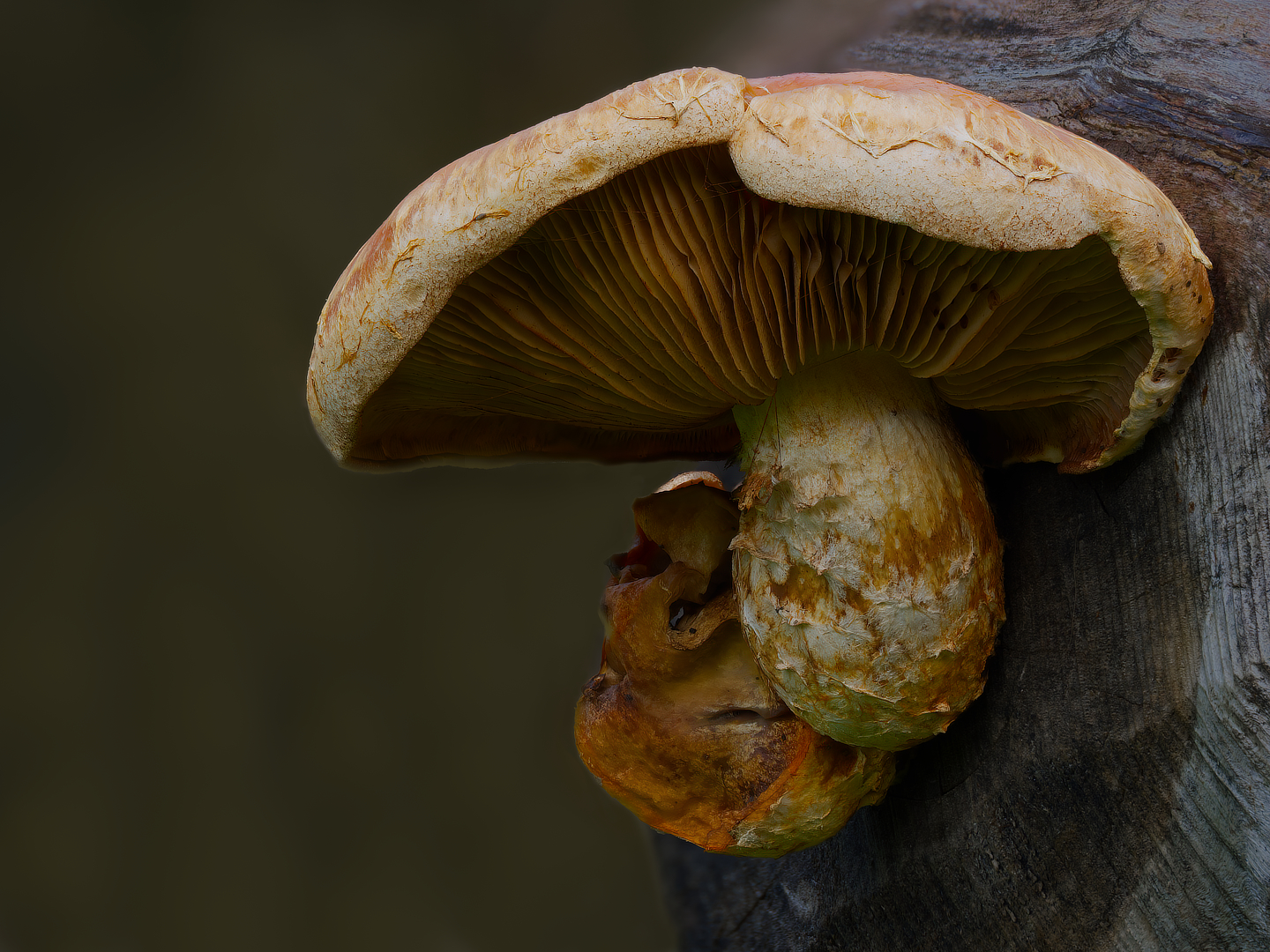 wollige bundelzwam_DDN