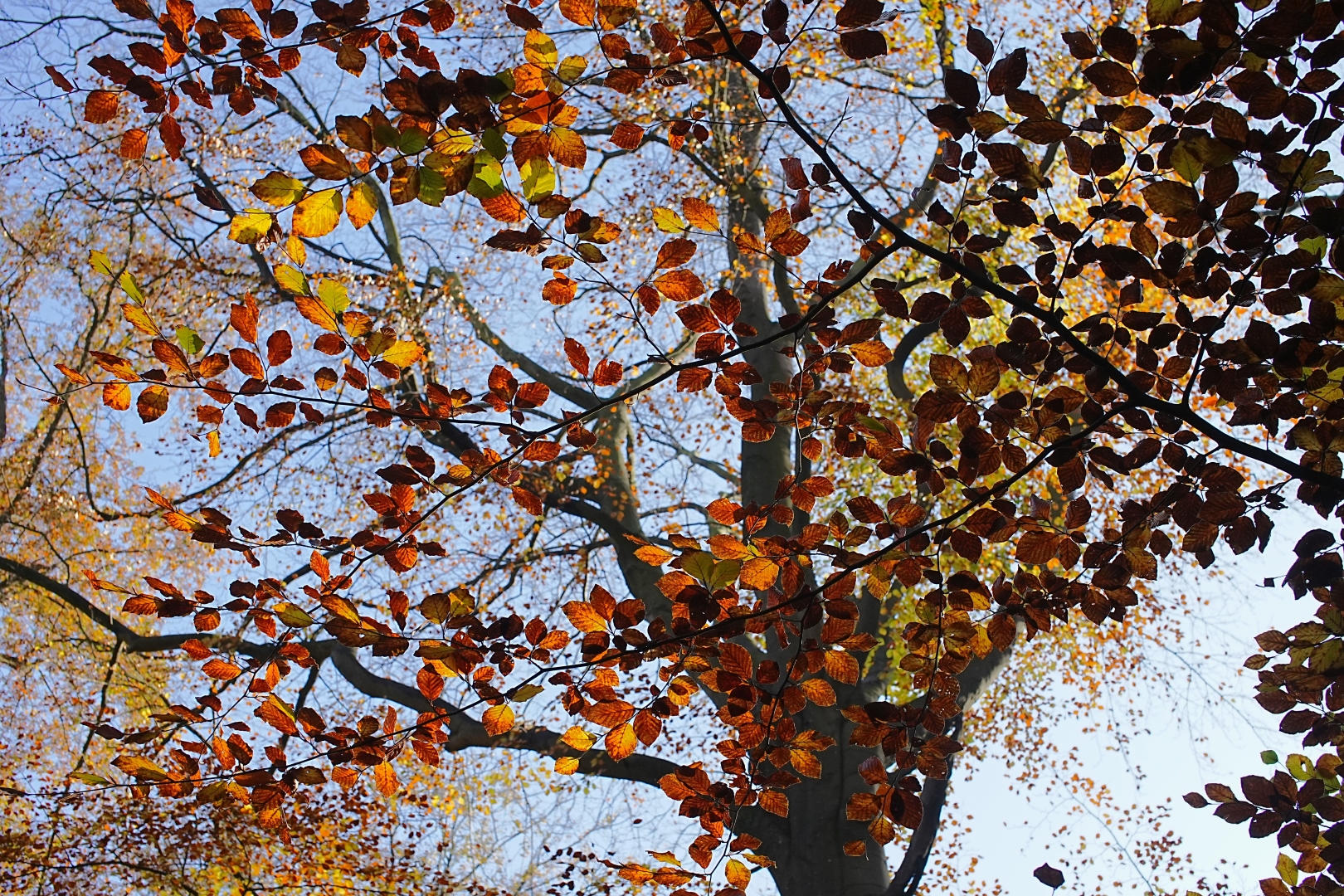 DSC08813 DDN Elswout 07112025 2