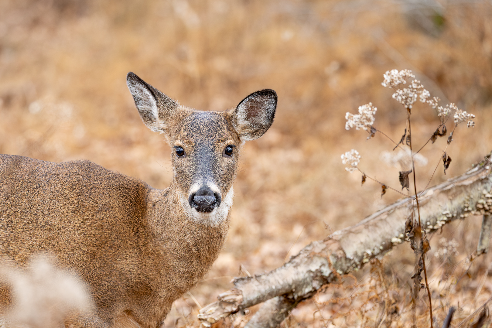 White-tailed Deer_DDN_DMV_Nov 2025