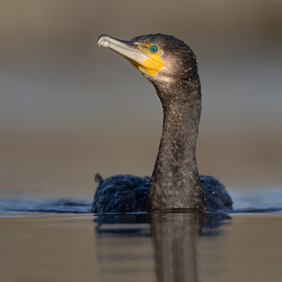 Aalscholver 9844 v 1080 S