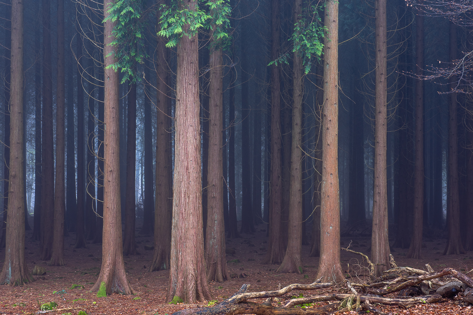 Sequoia sempervirens