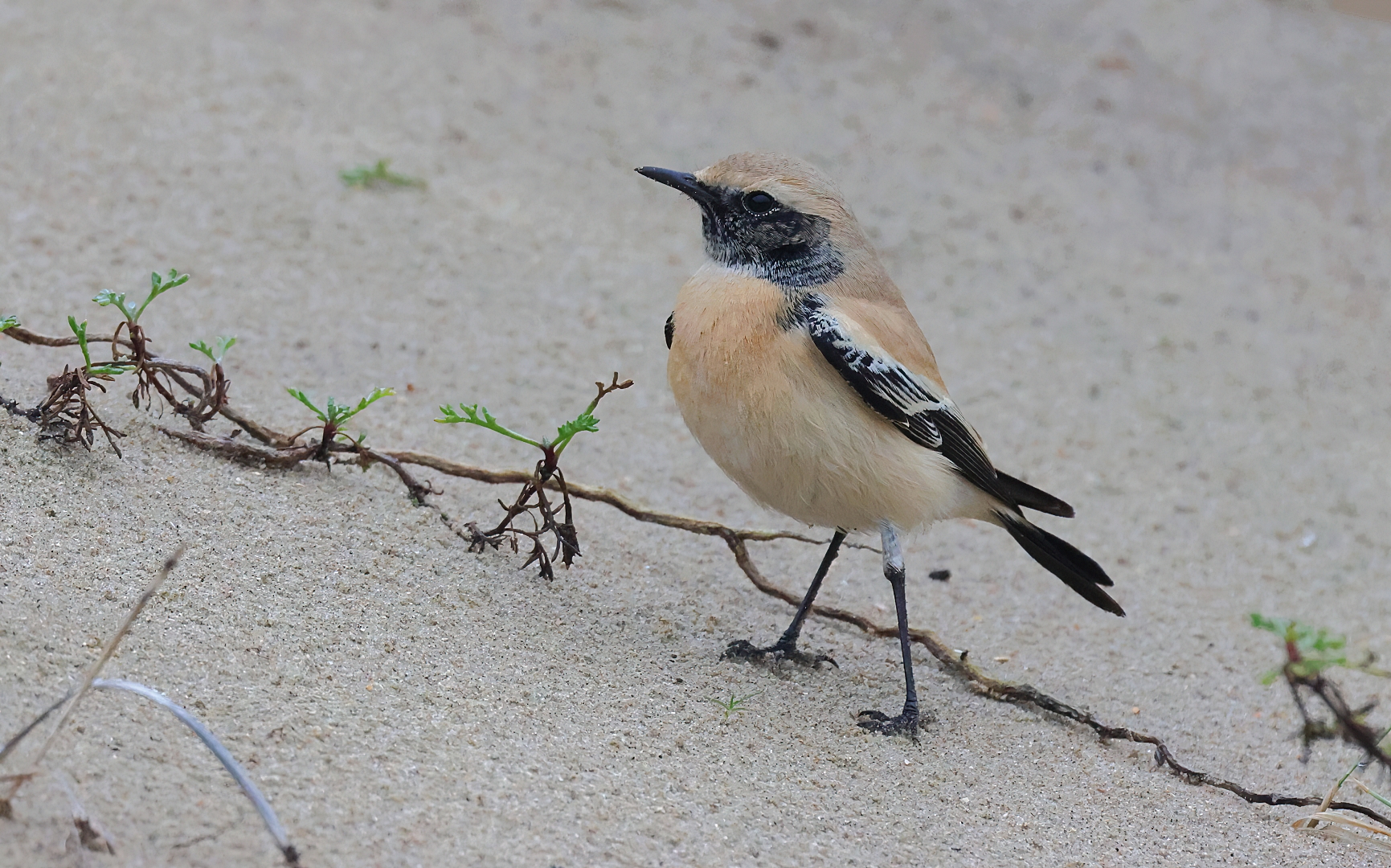 3O8A1352-SharpenAI-StandardDDN