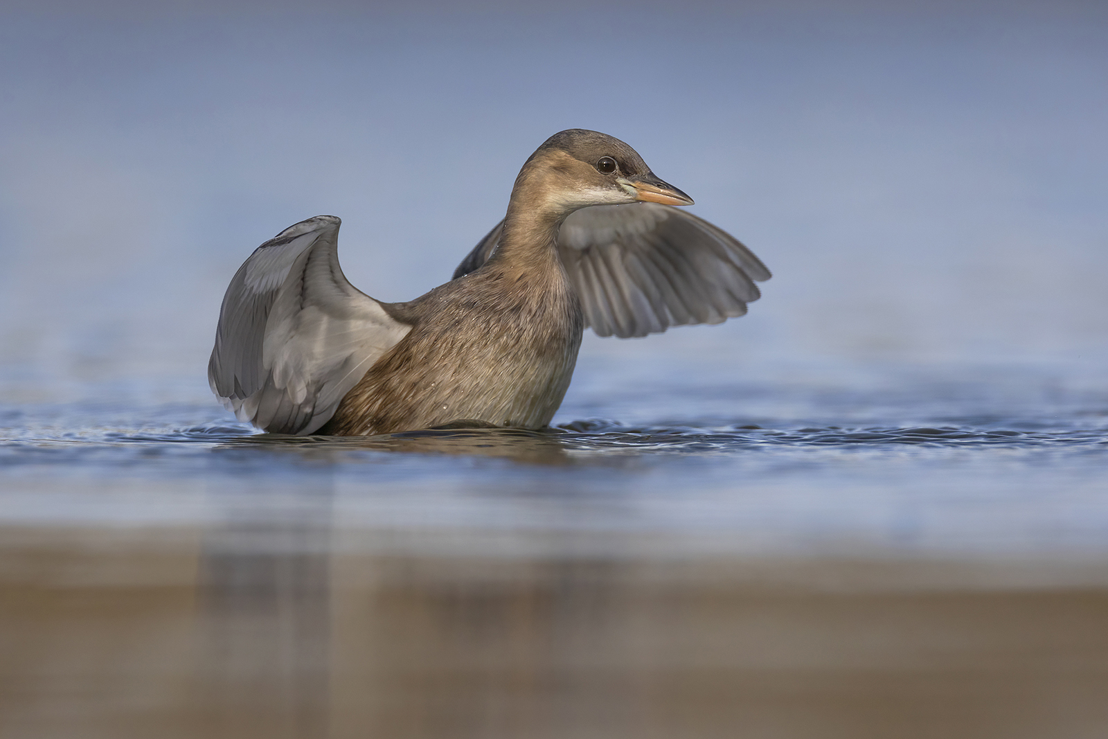 Dodaars 0453 v 1600 SSSN