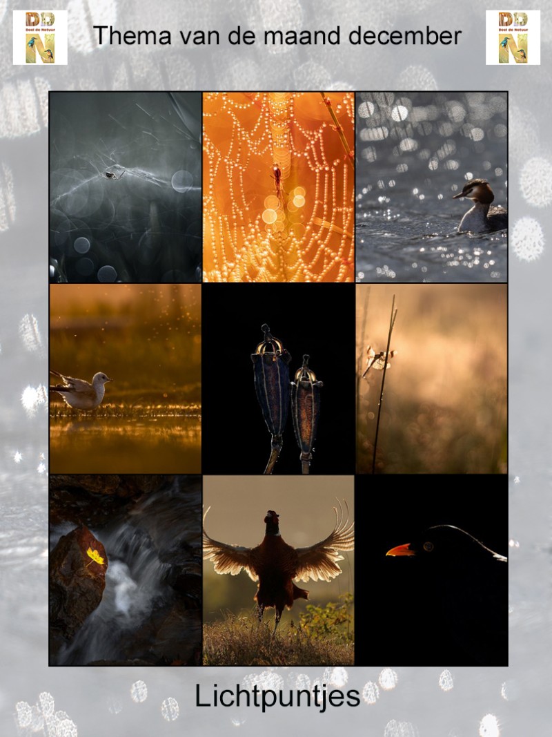 Thema van de maand december "Lichtpuntjes"