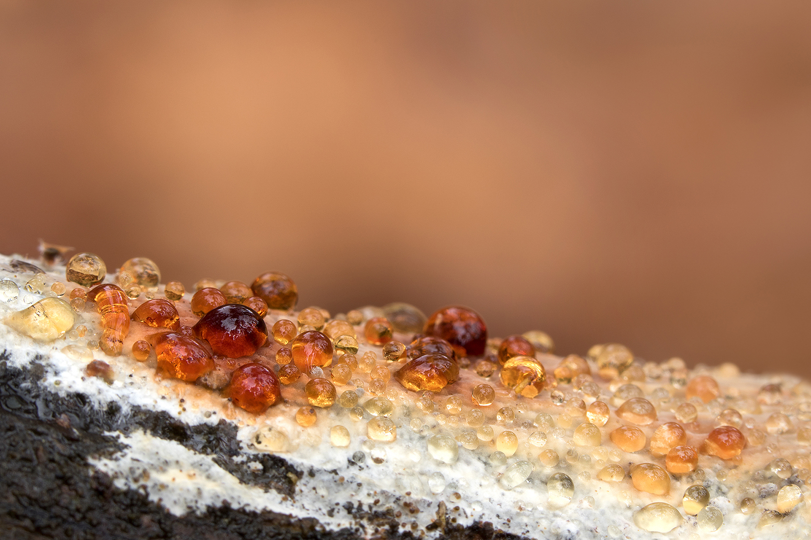 Guttatiedruppels omg. Lochem _MG_9872