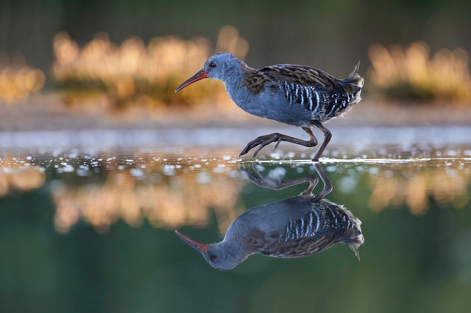 Waterral 3666 v 1600 SSNNG