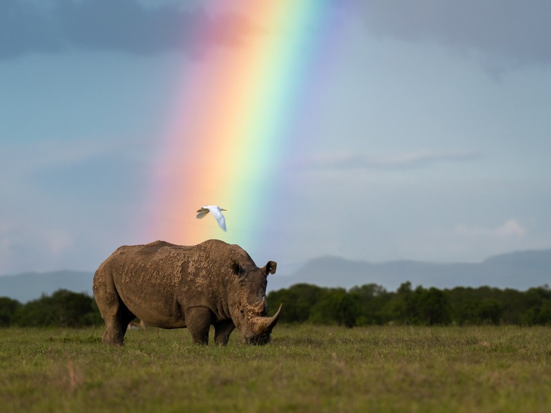 Neushoorn met regenboog