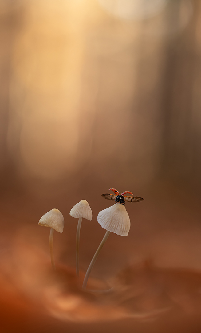 lieveheersbeestje mycena's deel de natuur