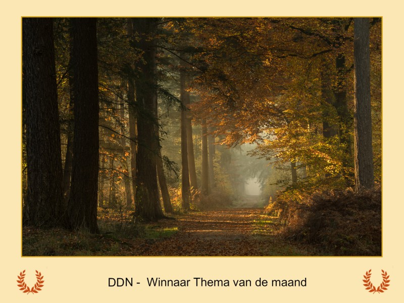 Winnaar maandthema november  "Herfstbos"