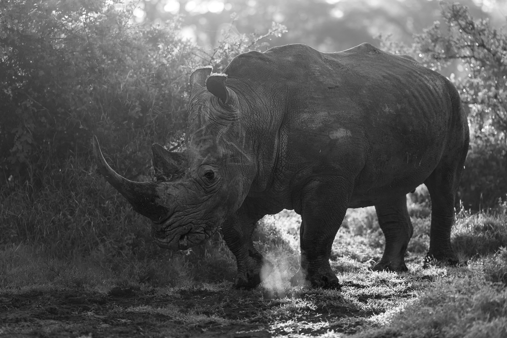 Witte Neushoorn, Deel de Natuur, Loes Belovics