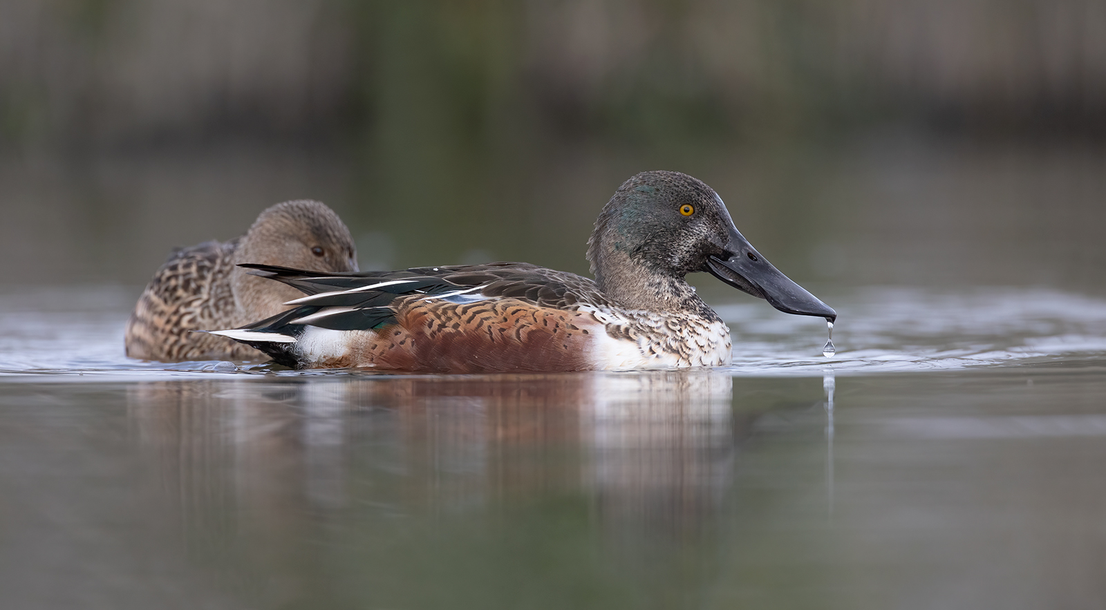 Slobeend 8655 v 1600 S