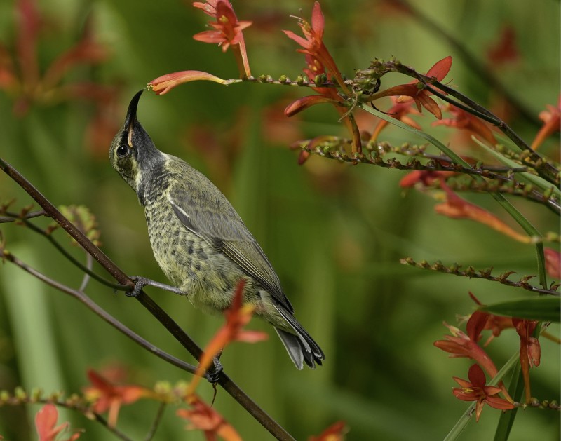 Honingzuiger komt aan zijn trekken