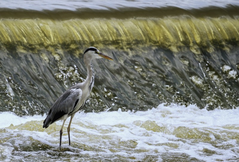 Reiger wacht op een visje