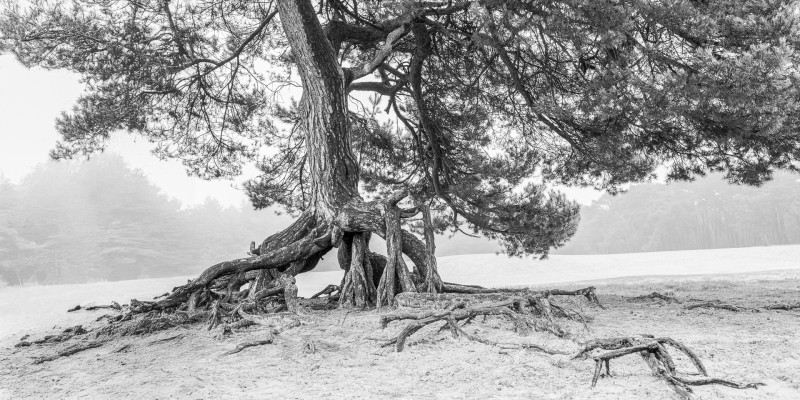 Grilligheid van de natuur