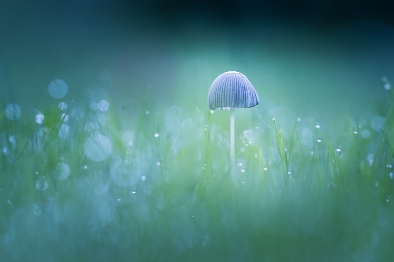 Amid glimmering grass