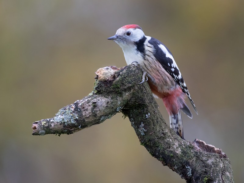 Middelste bonte specht