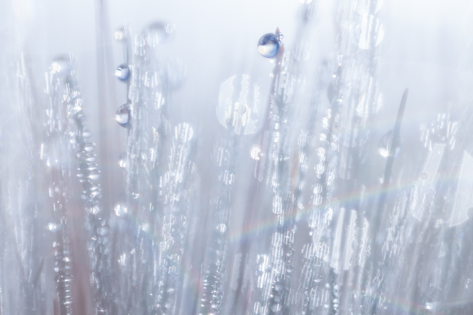 IMG_3361 corr 1080PX sRGB