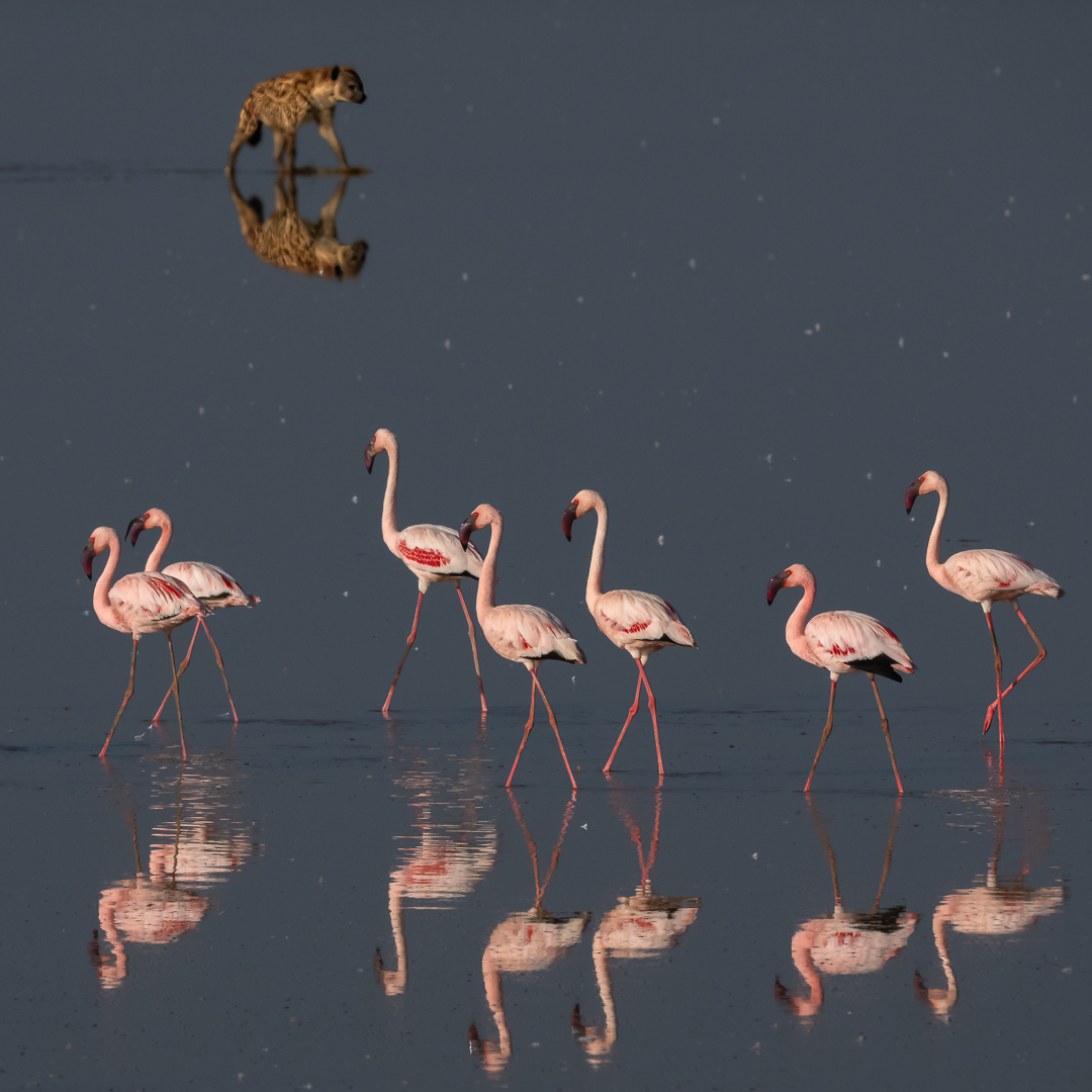 Kleine Flamingo - Deel de Natuur - Loes Belovics