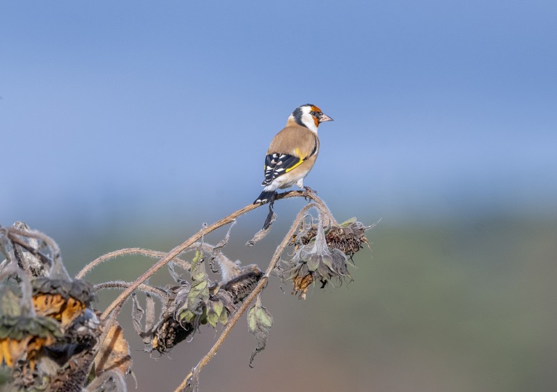 Zomers kleurfestival