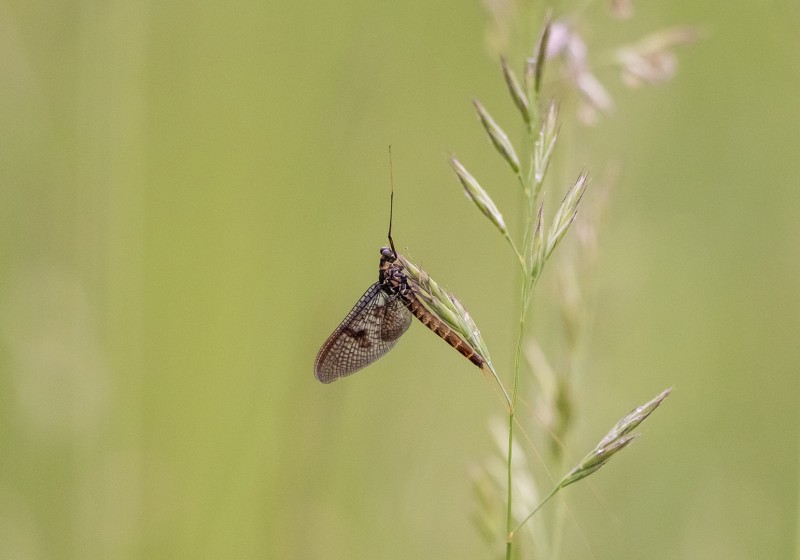 mooie soort op een simpele grashalm