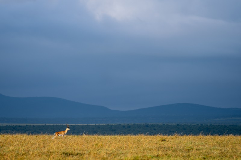 Impala in blauw met geel