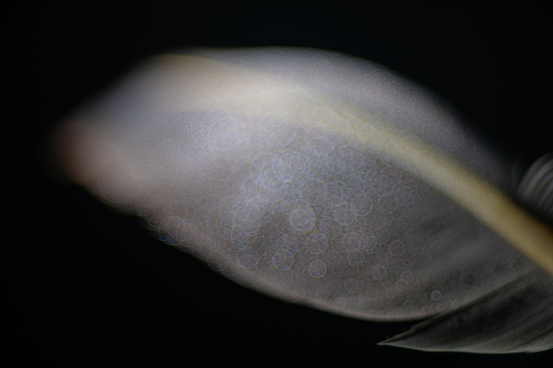 Zo licht als een veertje