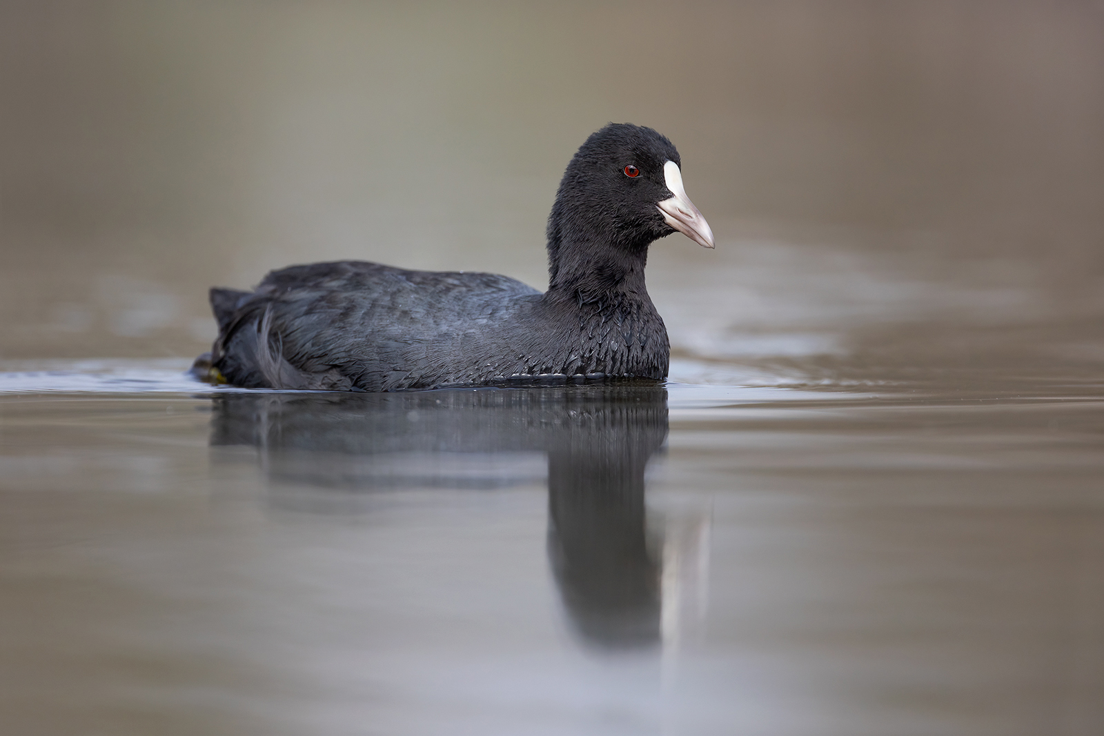 Meerkoet 7297 v 1600 SSc