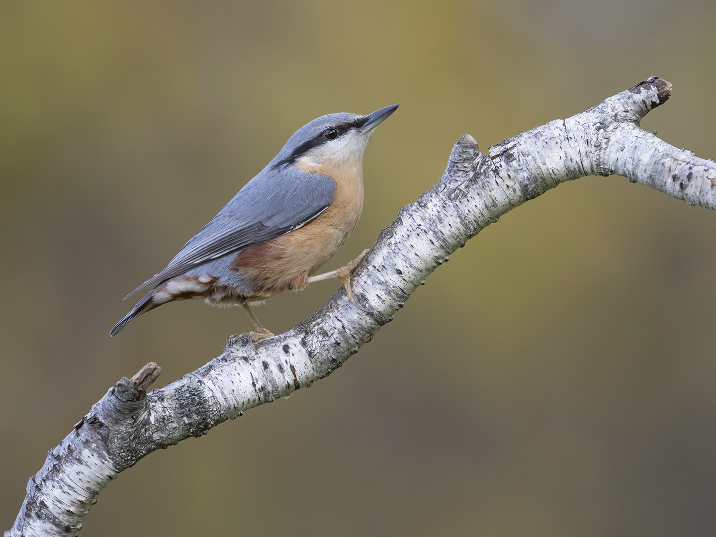 Boomklever 1406 v 1080 SS