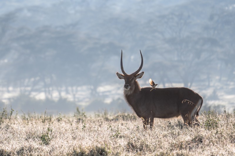 Waterbok met Ossenpikker
