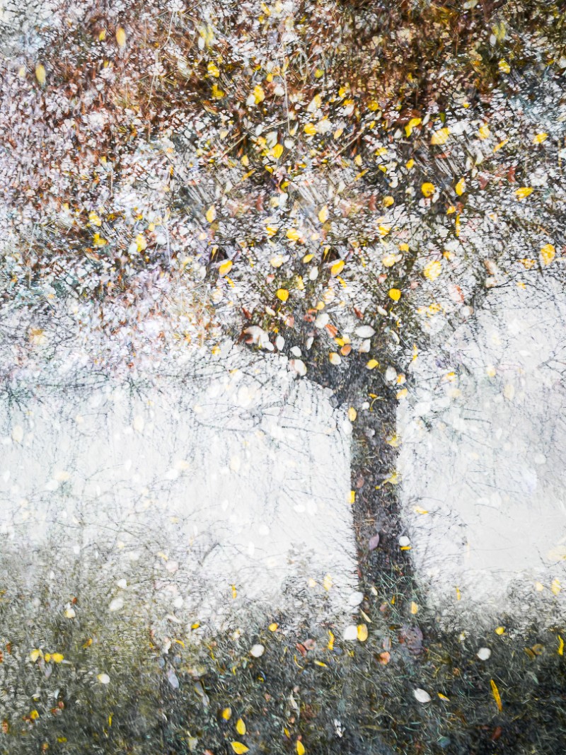 Where leaves learn to dance